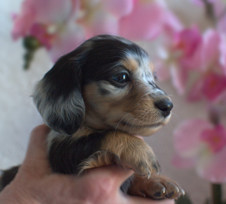 vom treuen wachter long haired mini dachshunds